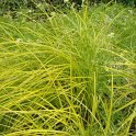 Carex elata 'Aurea' (2)